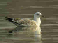 Goéland pontique Larus cachinnans