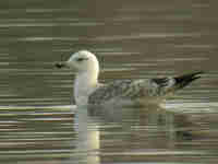 Goéland pontique Larus cachinnans