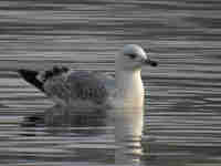 Goéland pontique Larus cachinnans