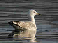 Goéland pontique Larus cachinnans