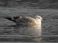 Goéland pontique Larus cachinnans