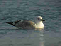 Goéland pontique Larus cachinnans