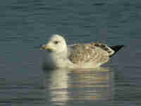 Goéland pontique Larus cachinnans