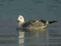 Goéland pontique Larus cachinnans