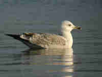 Goéland pontique Larus cachinnans