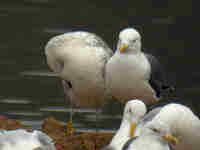 Goéland pontique Larus cachinnans PUEX