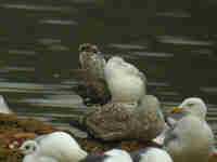 Goéland pontique Larus cachinnans PUEX