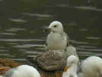 Goéland pontique Larus cachinnans PUEX