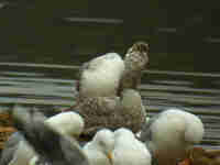 Goéland pontique Larus cachinnans PUEX