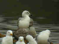 Goéland pontique Larus cachinnans PUEX