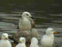 Goéland pontique Larus cachinnans PUEX