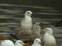 Goéland pontique Larus cachinnans PUEX