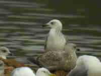 Goéland pontique Larus cachinnans PUEX