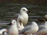 Goéland pontique Larus cachinnans PUEX