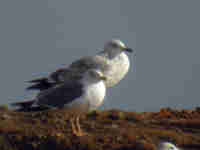 Goéland pontique Larus cachinnans