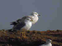 Goéland pontique Larus cachinnans