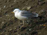 Goéland pontique Larus cachinnans