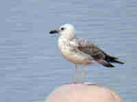 Goéland pontique Larus cachinnans