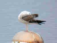 Goéland pontique Larus cachinnans