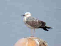 Goéland pontique Larus cachinnans