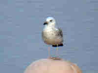 Goéland pontique Larus cachinnans