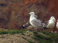 Goéland pontique Larus cachinnans