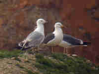 Goéland pontique Larus cachinnans