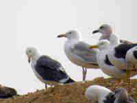 Goéland pontique Larus cachinnans