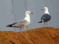 Goéland pontique Larus cachinnans