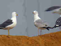 Goéland pontique Larus cachinnans