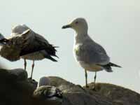 Goéland pontique Larus cachinnans