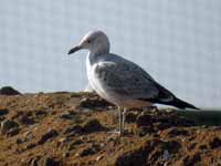 Goéland pontique Larus cachinnans