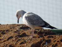 Goéland pontique Larus cachinnans