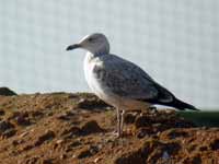 Goéland pontique Larus cachinnans