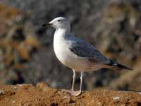 Goéland pontique Larus cachinnans