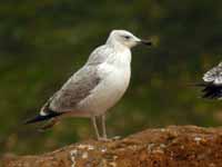 Goéland pontique Larus cachinnans