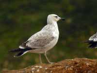 Goéland pontique Larus cachinnans