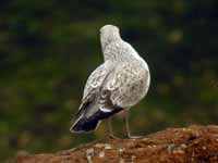 Goéland pontique Larus cachinnans