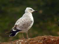 Goéland pontique Larus cachinnans