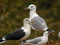 Goéland pontique Larus cachinnans