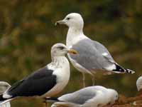 Goéland pontique Larus cachinnans