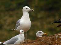 Goéland pontique Larus cachinnans