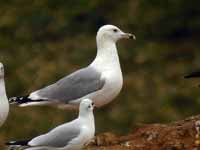 Goéland pontique Larus cachinnans