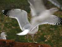 Goéland pontique Larus cachinnans