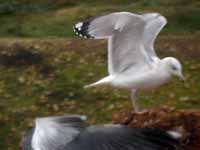 Goéland pontique Larus cachinnans