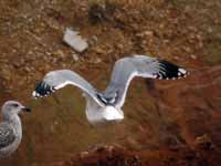 Goéland pontique Larus cachinnans