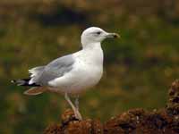 Goéland pontique Larus cachinnans