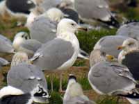 Goéland pontique Larus cachinnans