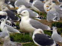 Goéland pontique Larus cachinnans