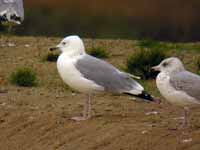 Goéland pontique Larus cachinnans